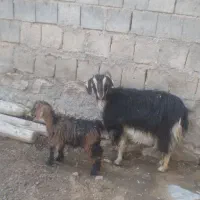 بز و بزغاله|حیوانات مزرعه|بیستون, |دیوار