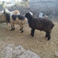 ۶عدد بره پرواری|حیوانات مزرعه|مسجد سلیمان, |دیوار