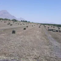 یونجه درجه یک چین سوم