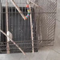 قفس پرنده|لوازم جانبی حیوانات|رباطکریم, الارد|دیوار