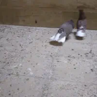 دم سفیدشیش دنگ|پرنده|قم, باسکول|دیوار