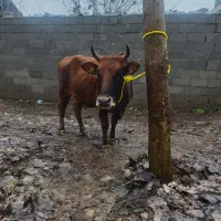 گاو هفت ماه آبستن یا شکمدار