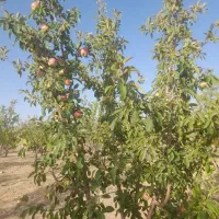 گندم آرد شاهدانه بادام ارگانیک