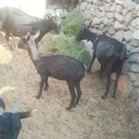 بز های مورسیا فروشی هستن|حیوانات مزرعه|نهبندان, |دیوار