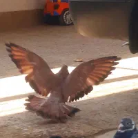 فروش تاپ پرتقالی یتیکه