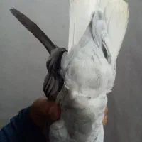 کبوتر