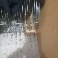 قناری پرتغالی معاوضه|پرنده|شیراز, گلشن|دیوار