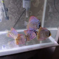 خرید و فروش ماهیان زینتی