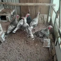 بوقلمون ماده