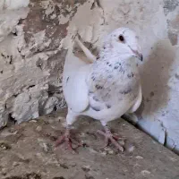 کله سار هفترنگ