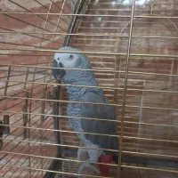 کاسکو باهوش و زیبا|پرنده|شیراز, پودنک|دیوار