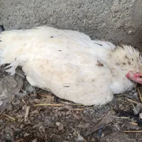 ماده کرچ بدون تخم|حیوانات مزرعه|میناب, |دیوار