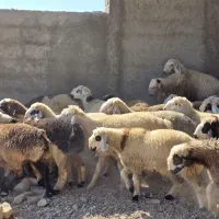 فروش  بره|حیوانات مزرعه|کوار, |دیوار
