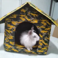 خرگوش|موش و خرگوش|مهاباد (آذربایجان غربی), |دیوار