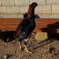 خروس لاری افغان