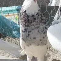 طوقی هفترنگ