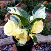 گلخانه پرنده بهشتی