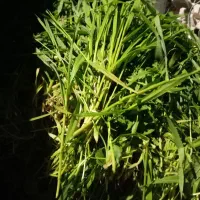 خوراک دام