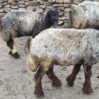 میش بختیاری