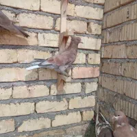 کبوتر بهبهانی|پرنده|شیراز, شریف‌آباد|دیوار