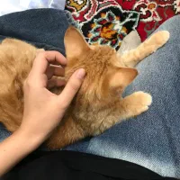 گربه ناز خونگی