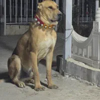 سگ دزدیده شده|سگ|مشهد, فرخد|دیوار