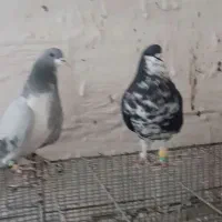 دوبال افشون دوبال سبز|پرنده|شوش, |دیوار