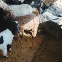 بزوبیگداشتی|حیوانات مزرعه|دزفول, |دیوار