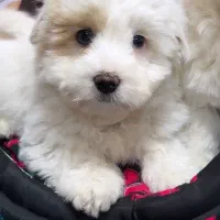 توپولوهای‌ سفید|سگ|تبریز, |دیوار