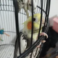 عروس هلندی جفت|پرنده|قم, زند آباد|دیوار