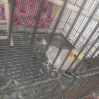 پرنده گلباقالی باهوش|پرنده|الوند, |دیوار