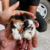 پرورشگاه خرگوش مینی لوپ/خوکچه هندی|موش و خرگوش|نجف‌آباد, کهریزسنگ|دیوار