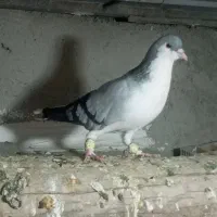 کفتر|پرنده|تاکستان, |دیوار