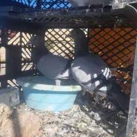 کبوتر پلاکی