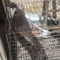 6تاپرنده ی بوم|پرنده|قزوین, |دیوار