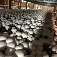 کارگر کارخانه قارچ|استخدام صنعتی، فنی، مهندسی|رینه, |دیوار