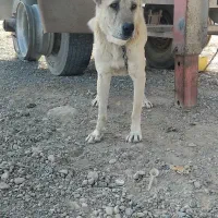 سگ هیکل سرابی|سگ|مشهد, بهمن|دیوار