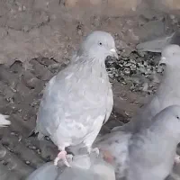 کبوتر|پرنده|داران, |دیوار