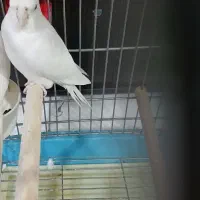 عروس هلندی مولد رنگ سفید با ۵ تخم