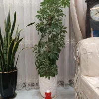 فروش گل شفلرا