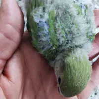 طوطی برزیلی|پرنده|جهرم, |دیوار