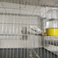 قناری نروماده جفت و تعداد تک|پرنده|اسلام‌شهر, شهرک مهدیه|دیوار