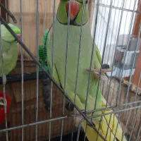 طوطی ملنگو نر دو ساله سخنگو|پرنده|قائم‌شهر, |دیوار