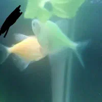 ماهی|ماهی|قم, تولید دارو و یخچال|دیوار