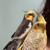 مرواریدی سینامون هلندی