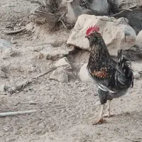 فروش خروس محلی اصل|حیوانات مزرعه|خورموج, |دیوار