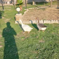 غاز درشت ۲ عدد