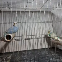 مرغ عشق با قفس