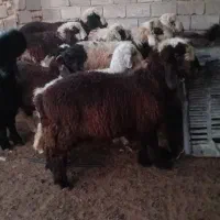 بره قوچی