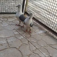 بزک|پرنده|مشهد, کوی پلیس|دیوار